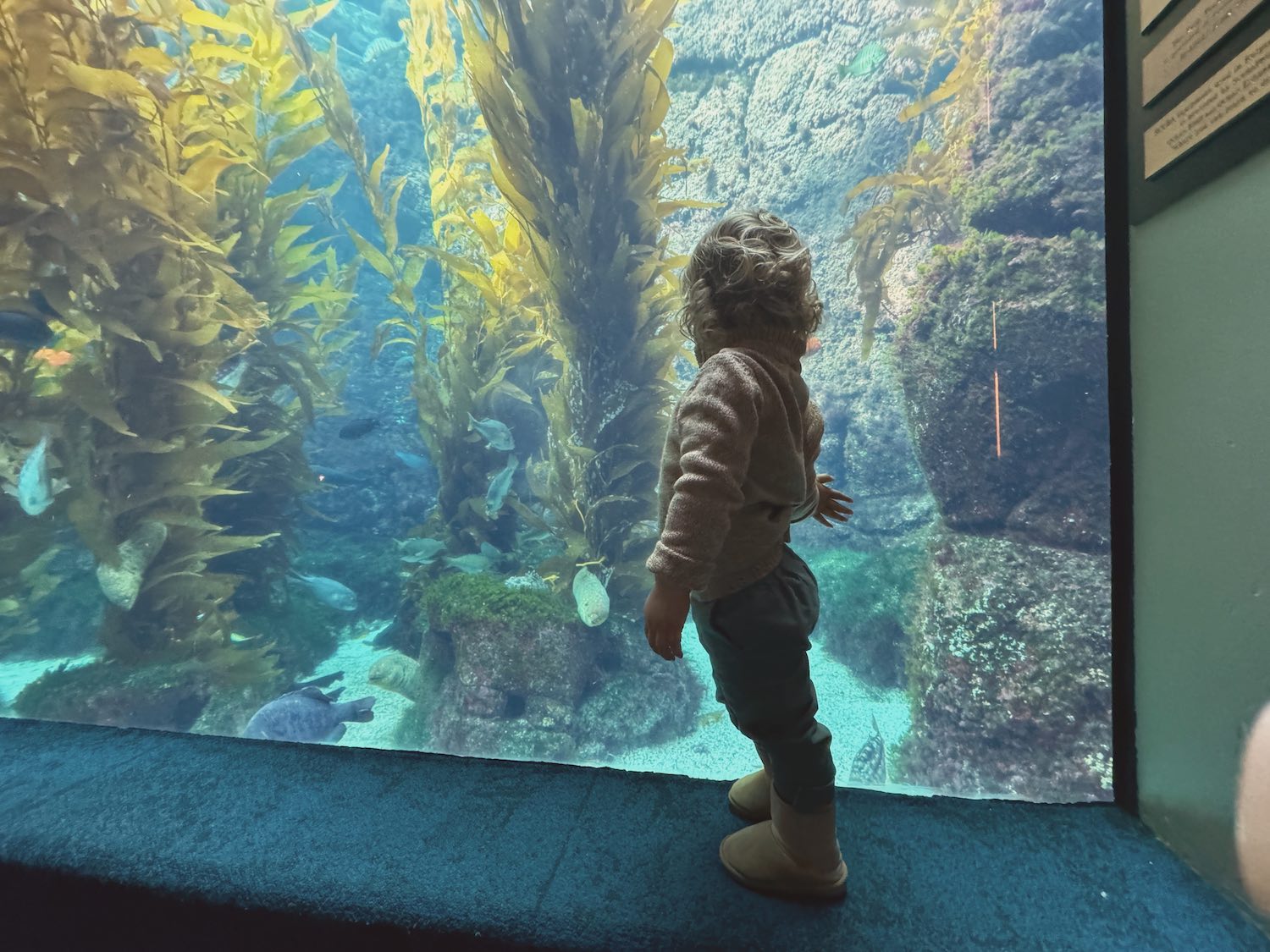 Little boy standing in front of a large aquarium with back to camera as he touches the glass