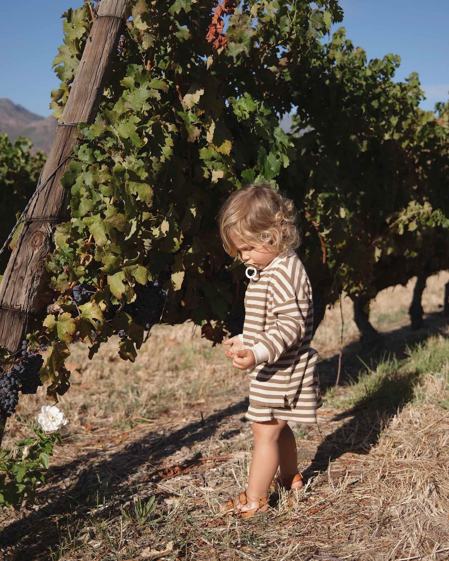 Blonde toddler boy with pacifier in matching thermal stripe set exploring the outdoors of a vineyard with green bushes behind him